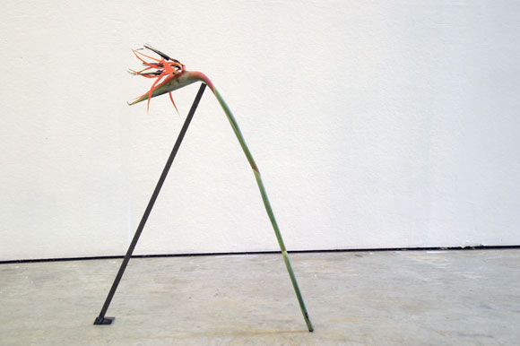 "take care of me", Bird of paradise and steel, 2015